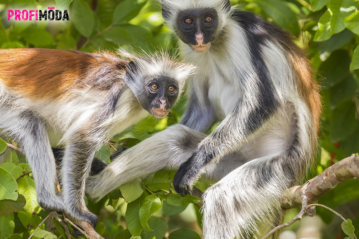 Vzácné opice Red Colobus, můžete vidět v rezervaci Jozani.