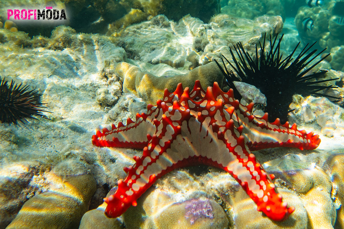 Zanzibar je vyhlášenou dovolenkovou destinací i díky skvostným korálovým útesům vhodný k potápění. 